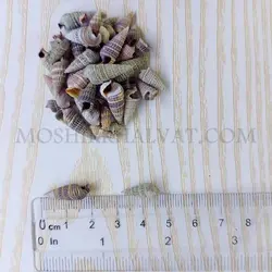 صدف حلزونی مخروطی - خرازی آنلاین مشیرخلوت