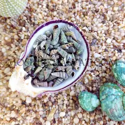 صدف حلزونی مخروطی - خرازی آنلاین مشیرخلوت