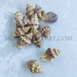 صدف چرمی - خرازی آنلاین مشیرخلوت