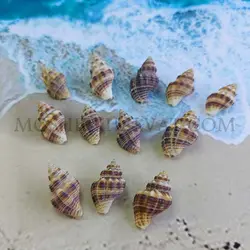 صدف چرمی - خرازی آنلاین مشیرخلوت