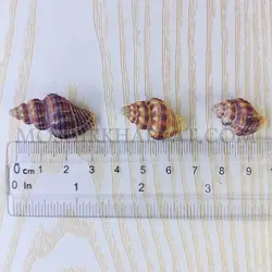 صدف چرمی - خرازی آنلاین مشیرخلوت