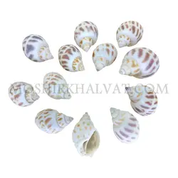 صدف پلنگی - خرازی آنلاین مشیرخلوت