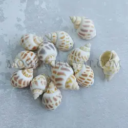 صدف پلنگی - خرازی آنلاین مشیرخلوت