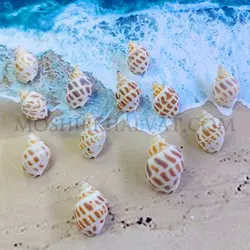 صدف پلنگی - خرازی آنلاین مشیرخلوت