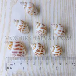 صدف پلنگی - خرازی آنلاین مشیرخلوت