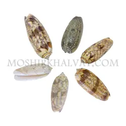 صدف مدل ببری - خرازی آنلاین مشیرخلوت