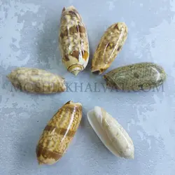 صدف مدل ببری - خرازی آنلاین مشیرخلوت