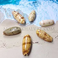 صدف مدل ببری - خرازی آنلاین مشیرخلوت