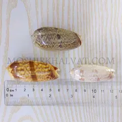 صدف مدل ببری - خرازی آنلاین مشیرخلوت