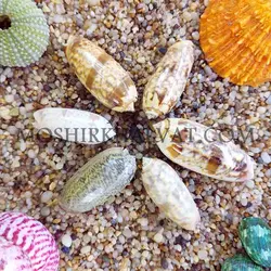 صدف مدل ببری - خرازی آنلاین مشیرخلوت