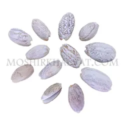 صدف پسته ای بزرگ - خرازی آنلاین مشیرخلوت