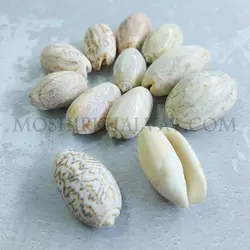 صدف پسته ای بزرگ - خرازی آنلاین مشیرخلوت