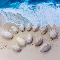 صدف پسته ای بزرگ - خرازی آنلاین مشیرخلوت