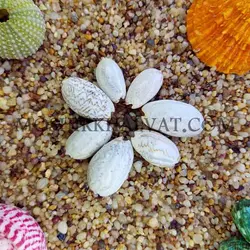 صدف پسته ای بزرگ - خرازی آنلاین مشیرخلوت