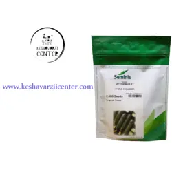 بذر خیار هیبرید ویکتور سیمینیس victor hybrid cucumber seminis