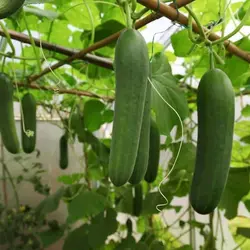 بذر خیار هیبرید ویکتور سیمینیس victor hybrid cucumber seminis