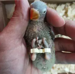 آتل پای جوجه