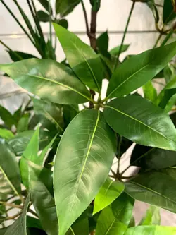 درختچه مصنوعی پاچیرا کد 5067 - هزاره سبز