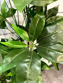 درختچه مصنوعی پاچیرا کد 5067 - هزاره سبز