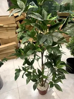 درختچه چتر استرالیایی