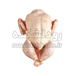 خروس محلی پرکنده | رودلشکده