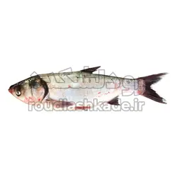 ماهی فیتوفاگ | رودلشکده