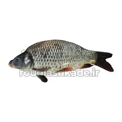 ماهی کپور دریایی | رودلشکده