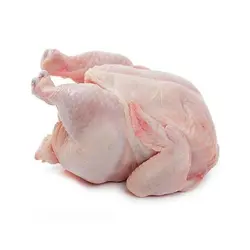 مرغ پرکنده محلی | رودلشکده