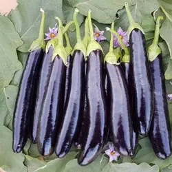 بذر بادمجان قلمی سمبرا آنتاریس