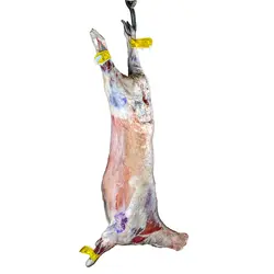 لاشه گوسفندی