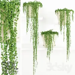 آبجکت گیاه Plant 736