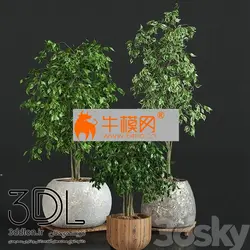 آبجکت گیاه plant 716