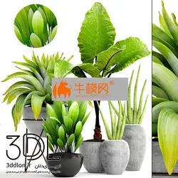 آبجکت گیاه plant 714