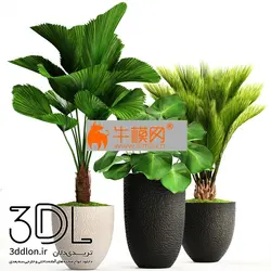 آبجکت گیاه plant 713