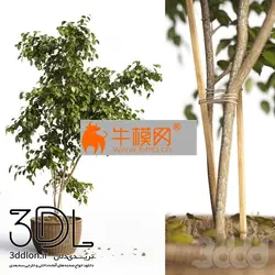 آبجکت گیاه plant 701