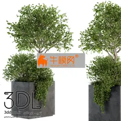 آبجکت گیاه plant 689