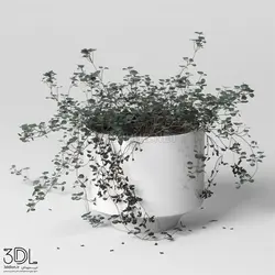 آبجکت گیاه plant 681