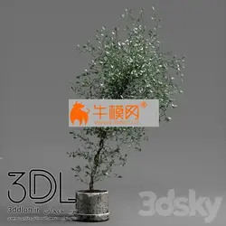 آبجکت گیاه plant 660