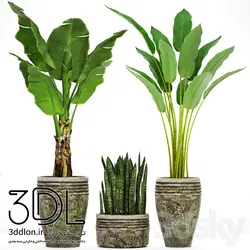 آبجکت گیاه plant 655