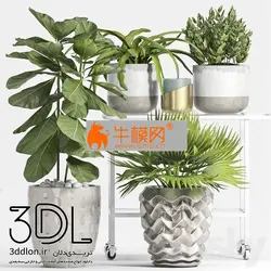 آبجکت گیاه plant 647