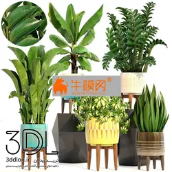 آبجکت گیاه plant 644