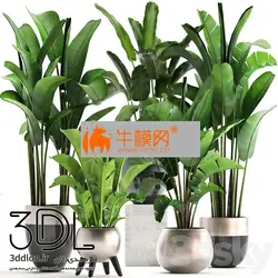 آبجکت گیاه plant 631