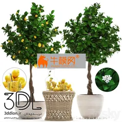 آبجکت گیاه plant 626