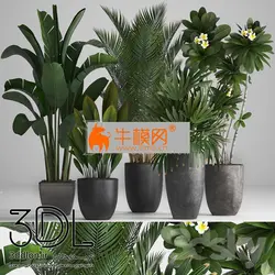 آبجکت گیاه plant 622