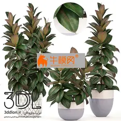 آبجکت گیاه plant 621