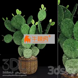 آبجکت گیاه plant 620