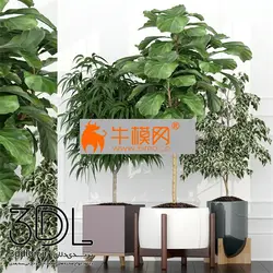 آبجکت گیاه plant 606