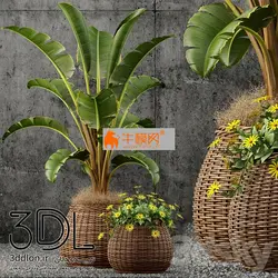 آبجکت گیاه plant 605