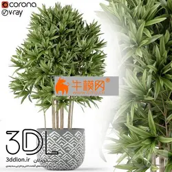 آبجکت گیاه plant 603