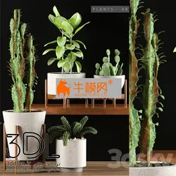 آبجکت گیاه plant 596